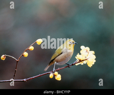 Giapponese bianco-eye appollaiato sul ramo, nella prefettura di Kanagawa, Giappone Foto Stock