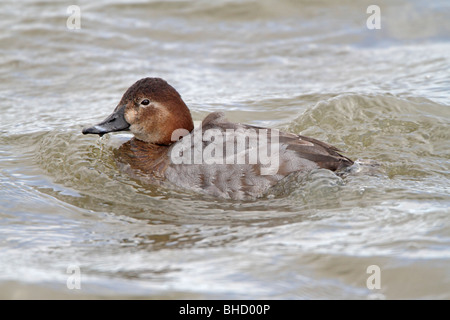 Femmina Pochard comune nuoto Foto Stock