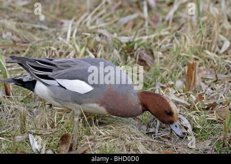 Maschio di Fischione pascolo Foto Stock