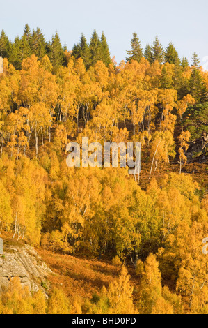 Argento (Betulla Betula pendula) Bosco in autunno su un colle roccioso, nella foresta di Rothiemurchus, Highlands Scozzesi. Foto Stock