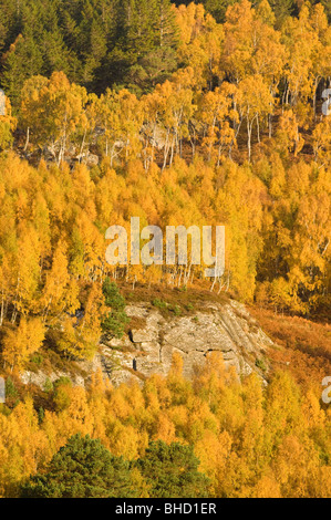 Argento (Betulla Betula pendula) Bosco in autunno su un colle roccioso, nella foresta di Rothiemurchus, Highlands Scozzesi. Foto Stock