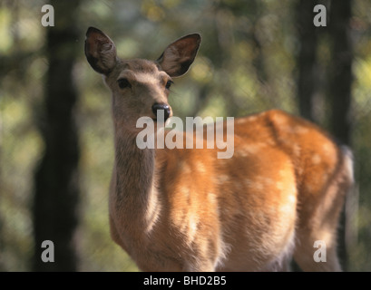 Femmina di Hokkaido cervi sika in foresta Foto Stock