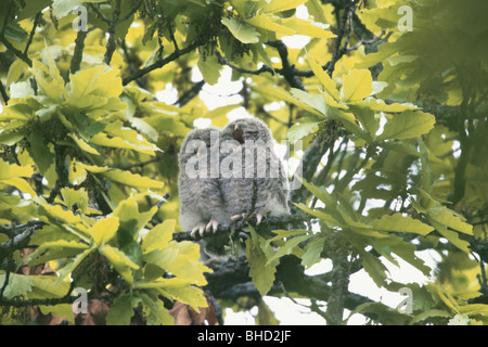 Ural owlets appollaiate sul ramo Foto Stock