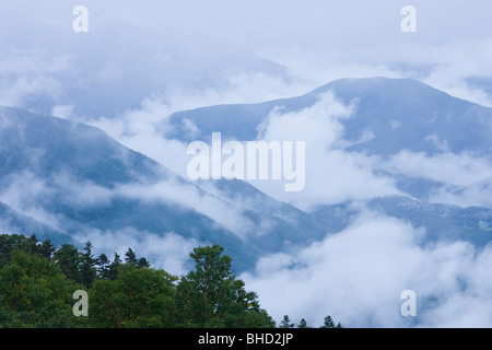 La nebbia nella foresta, Norikura altopiano, Prefettura di Nagano, Giappone Foto Stock