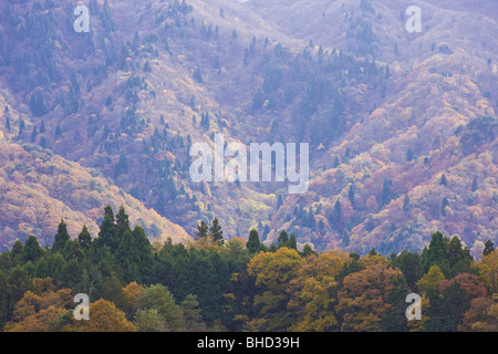 Bosco autunnale sulla montagna Foto Stock