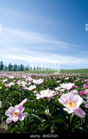 Campo delle peonie cinesi sotto il cielo blu, Biei,, Giappone Foto Stock