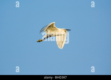 Garzetta, Egretta garzetta, volare, Galles. Foto Stock