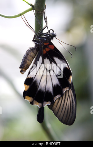 Un appena emerse a coda di rondine scarlatta butterfly Foto Stock