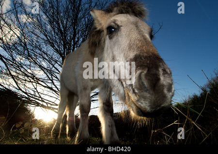 Konic cavallo al pascolo sulle bianche scogliere di Dover Foto Stock