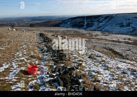 Vasca di rosso di inverno integratori vitaminici per pecore e agnelli in campi di brughiera a Totley Moor Foto Stock