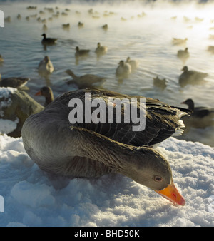 Le oche in inverno, Islanda Foto Stock