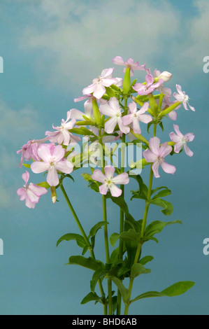 Soapwort, Bouncing Bet, Bruisewort, Fuller, erbe selvatiche, dolce William (Saponaria officinalis), rametti fioriti. Foto Stock