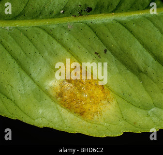 Ruggine di agrumi mite (Phyllocoptruta oleivora) ruggine come patch di danni su una foglia di limone Foto Stock