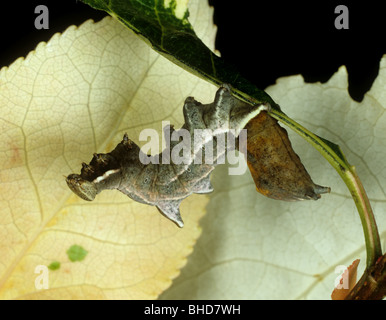 Un ciottolo prominente tarma (Eligmodonta ziczac) caterpllar su un albero ornamenta leaf Foto Stock