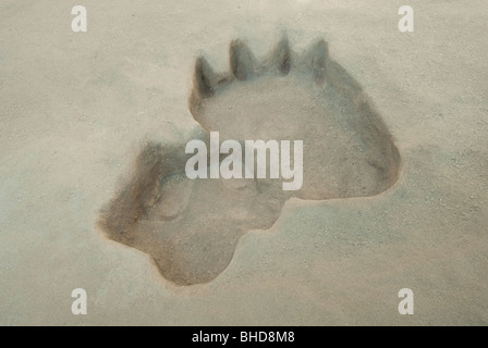 Orme di dinosauri in Carolina del Nord e il Museo di Scienze Naturali, Raleigh, Carolina del Nord Foto Stock