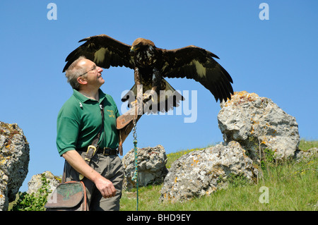 Falkner jungem mit Steinadler (Aquila chrysaetos) Falconer con giovani Golden Eagle • Baden-Wuerttemberg; Deutschland; Germania Foto Stock