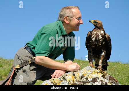 Falkner jungem mit Steinadler (Aquila chrysaetos) Falconer con giovani Golden Eagle • Baden-Wuerttemberg; Deutschland; Germania Foto Stock