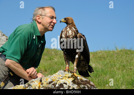 Falkner jungem mit Steinadler (Aquila chrysaetos) Falconer con giovani Golden Eagle • Baden-Wuerttemberg; Deutschland; Germania Foto Stock