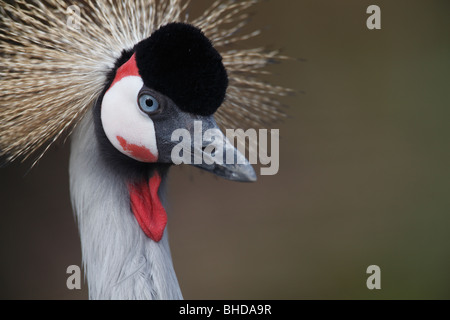 Ritratto di un East African coronata gru grigio Foto Stock