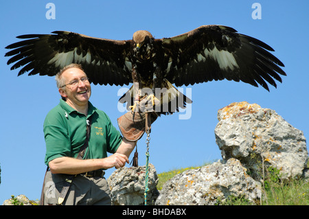 Falkner jungem mit Steinadler (Aquila chrysaetos) Falconer con giovani Golden Eagle • Baden-Wuerttemberg; Deutschland; Germania Foto Stock