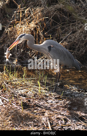 Airone blu pescare un pesce in un flusso in Oregon Foto Stock