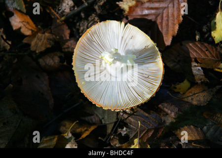 Fly Agaric Toadstool, amanita muscaria, Amanitaceae. Lato inferiore Foto Stock