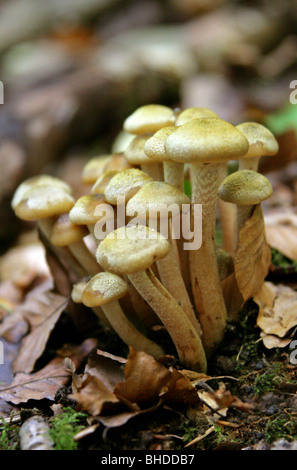 Il miele fungo Armillaria mellea, Physalacriaceae Foto Stock