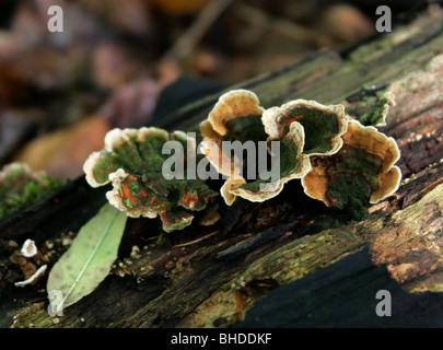 Staffa bitorzoluto fungo, Trametes gibbosa, Polyporaceae Foto Stock