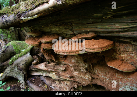 Staffa meridionale fungo su caduto Faggio, Ganoderma adspersum, Ganodermataceae. Foto Stock