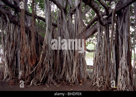 Banyan Tree / Fig Tree (Ficus benghalensis) e radici, Isola di Oahu, Hawaii, Stati Uniti d'America, Stati Uniti Foto Stock