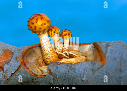 Fungo / Funghi - Grasso (Pholiota Pholiota adiposa) funghi / funghi che crescono sul log - selvatici commestibili / Toadstool Toadstools Foto Stock