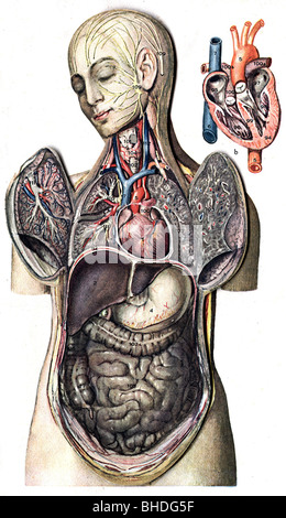 medicina, anatomia, sezione trasversale di un corpo femminile, circa 1900, Foto Stock