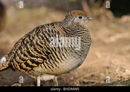 Golden Pheasant - Chrysolophus pictus femmina Foto Stock