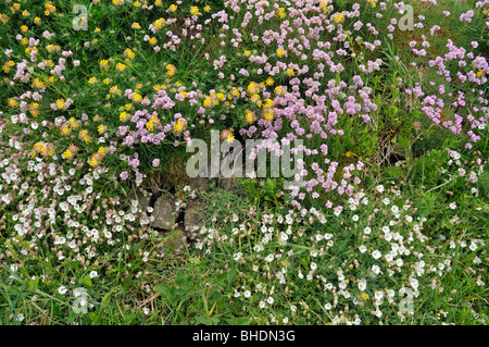 Clifftop fiori Rene veccia, Mare Campion e parsimonia o Rosa di mare Foto Stock