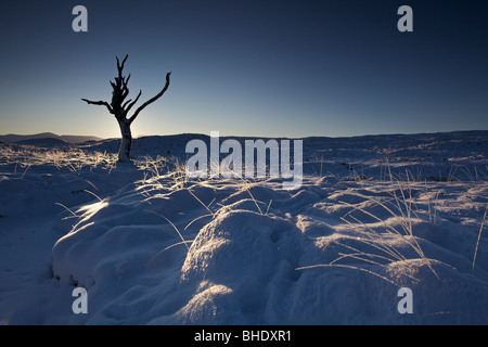 Albero morto nella neve a sunrise, Rannoch Moor, altopiani, Scozia Foto Stock