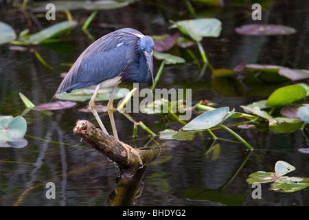 Airone tricolore in Everglades della Florida. Egretta tricolore Foto Stock