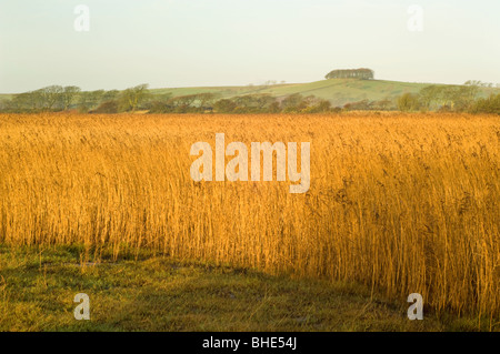 La Phragmites reedbed al Caerlaverock riserva naturale, guardando l intrico di faggi sul diritto Ward Hill, Dumfries e Galloway. Foto Stock