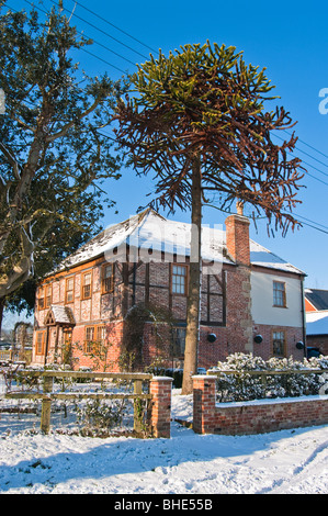 Monkey Puzzle tree in un giardino inglese in inverno presi dalla corsia di pubblico Foto Stock