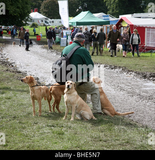 Un uomo in visita a Chatsworth Country Fair, la Chatsworth House, Derbyshire, Inghilterra, Regno Unito con i suoi 4 cani, seduto su di una levetta di scatto Foto Stock