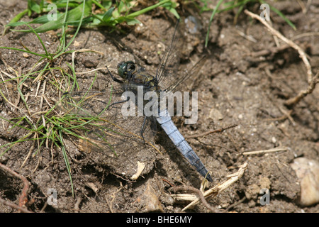 Maschio Skimmer Black-Tailed dragonfly (Orthetrum cancellatum) nel Regno Unito. Foto Stock