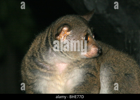 Thick-tailed Bushbaby, o superiore (Galago Otolemur crassicaudatus), Shimba Hills riserva nazionale, Kenya Foto Stock