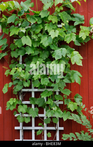 Vite di uva (Vitis vinifera) Foto Stock