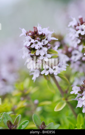 Timo (Thymus x citriodorus 'aureus') Foto Stock