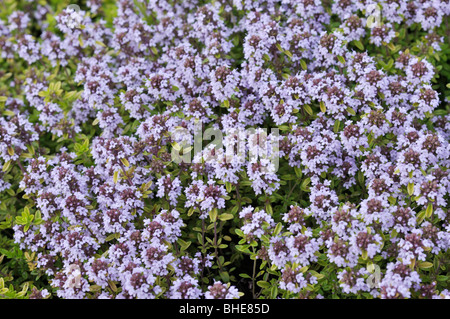 Timo (Thymus x citriodorus 'aureus') Foto Stock