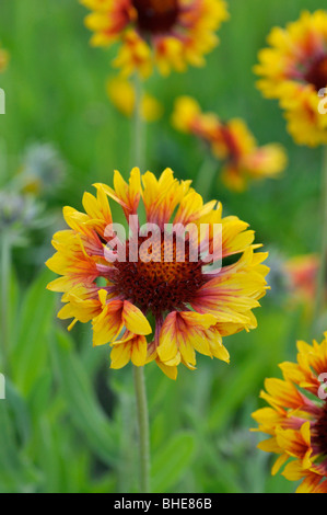 Grande fiore blanket (gaillardia aristata) Foto Stock