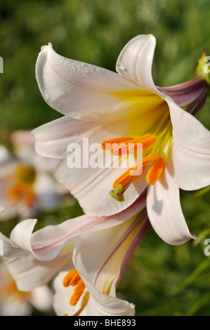 Regal lily (lilium regale) Foto Stock