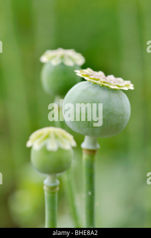 Papavero (Papaver somniferum) Foto Stock