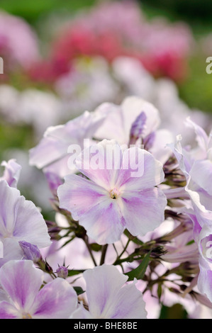 Giardino (phlox phlox paniculata "prospero") Foto Stock