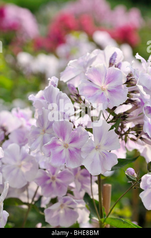 Giardino (phlox phlox paniculata "prospero") Foto Stock