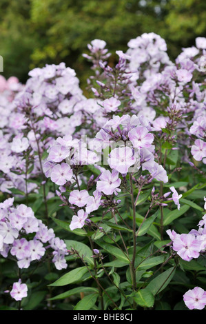 Giardino (phlox phlox paniculata 'violetta gloriosa") Foto Stock